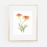 Indian Blanket Flower Art Print-SQ8781075