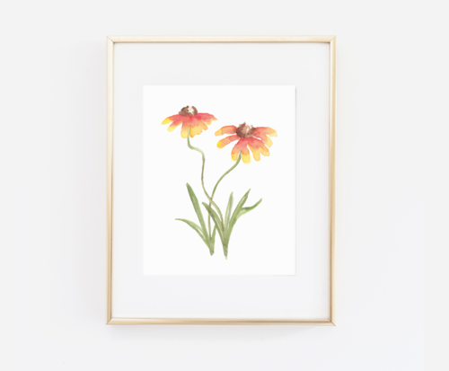 Indian Blanket Flower Art Print-SQ8781075